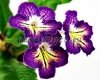 Streptocarpus OD-SOLAR VORTEX - OD-SOLNECHNYY VIKHR
